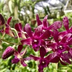 Dendrobium Hiroshi